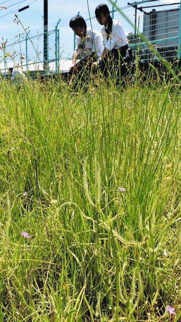 希少な食虫植物 今年も赤い花 豊明の保護地で公開 中日新聞web