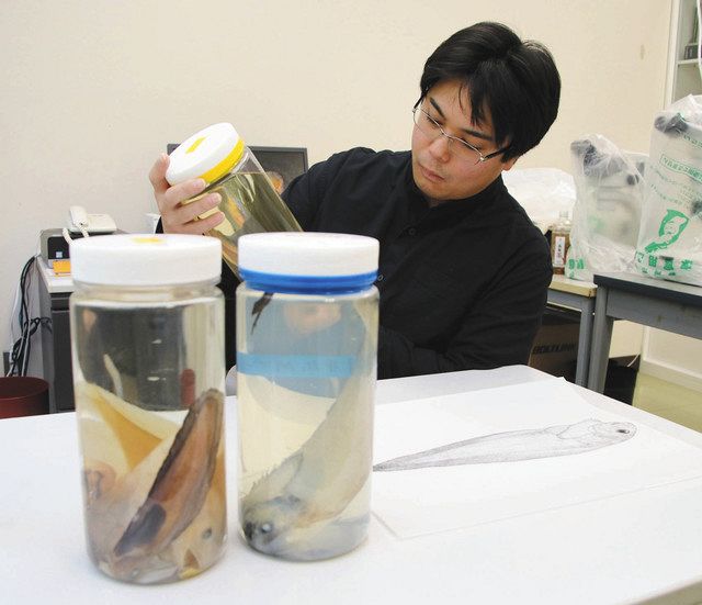 富山】魚津出身“新種ハンター” 北陸の方言由来「クサウオ」：北陸中日