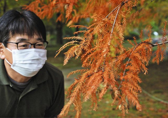 ラクウショウ 紅葉鮮やか 県中央植物園 米原産の針葉樹見ごろ 北陸中日新聞web