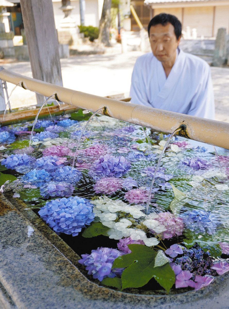 アジサイ「花手水」で一服の涼 長浜八幡宮：中日新聞Web