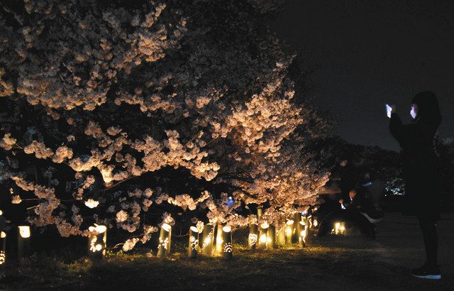 日本一の学校桜、夜闇に光輝く 高森南小に住民が竹灯籠：中日新聞Web
