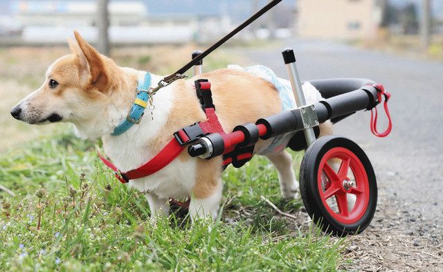 うちのイチおし＞ 犬用の車いす製作 池田町のはな工房：中日新聞Web