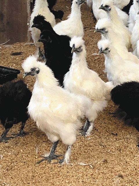 烏骨鶏の純粋種残したい 大垣「キャナリィ21」希少な卵販売