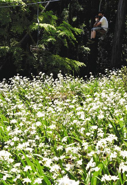 シャガの白い花が見頃 長浜 賤ケ岳リフト斜面で 中日新聞web