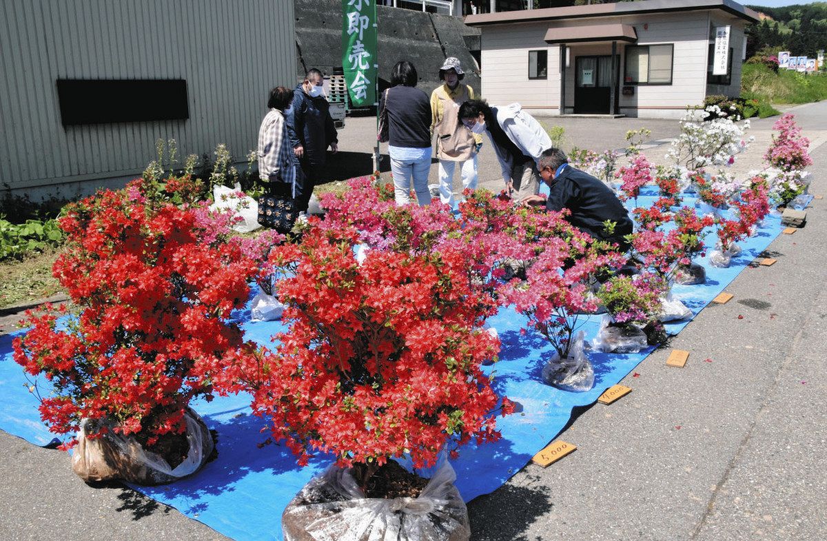 穴水古来のツツジ 大人気 「能登峨山キリシマ」即売会：北陸中日新聞Web