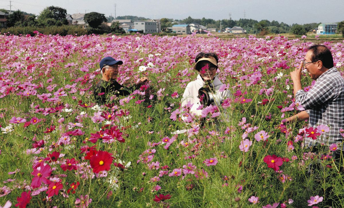 色とりどりのコスモス、鈴鹿で満開 つぼみ付きの枝、摘み取りOK:中日 色とりどりのコスモス、鈴鹿で満開 つぼみ付きの枝、摘み取りOK:中日
