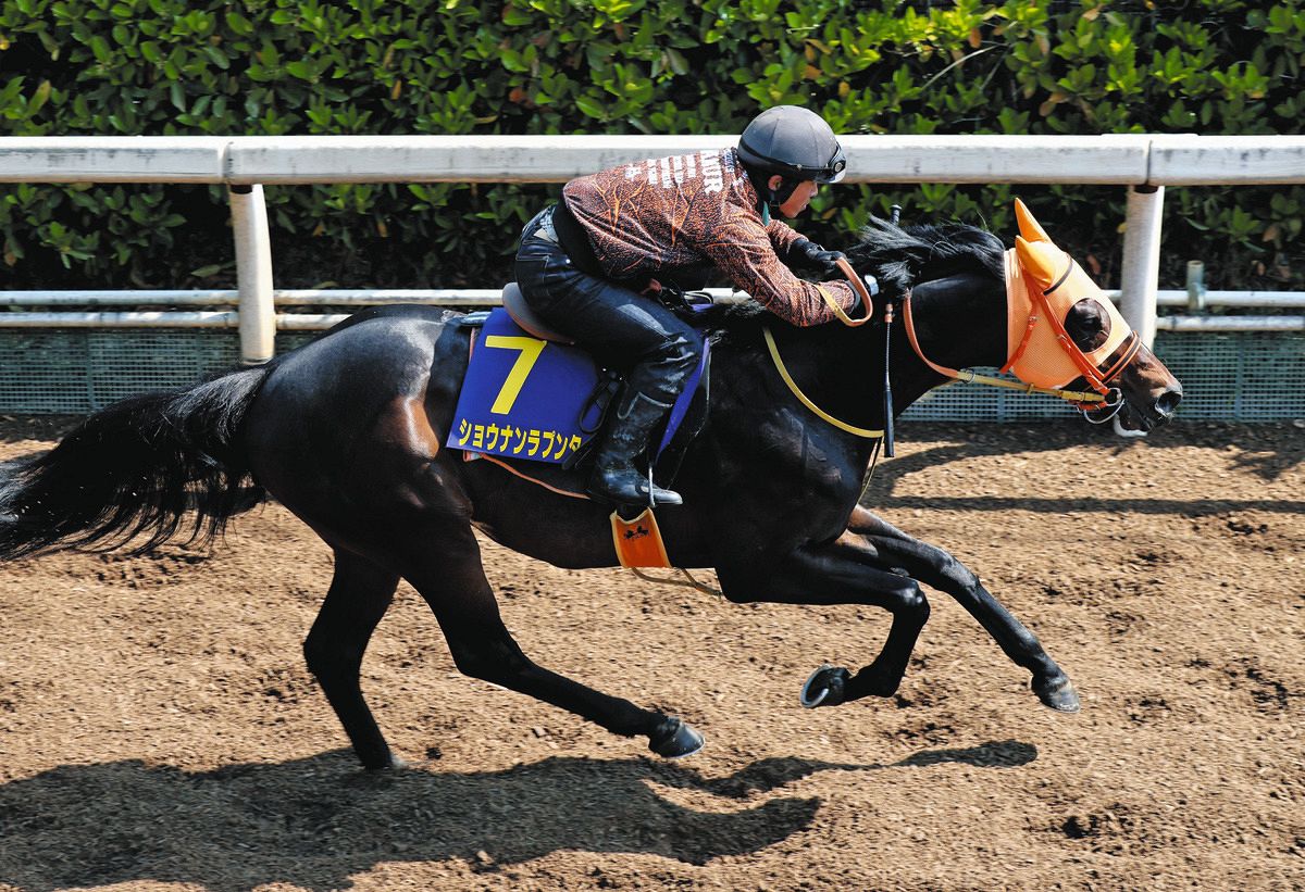 サトノダイヤモンド 新馬戦から2017天皇賞・春まで国内全１０戦現地単勝馬券 1997年 天皇賞（春）（GⅠ） | マヤノトップガン | JRA公式