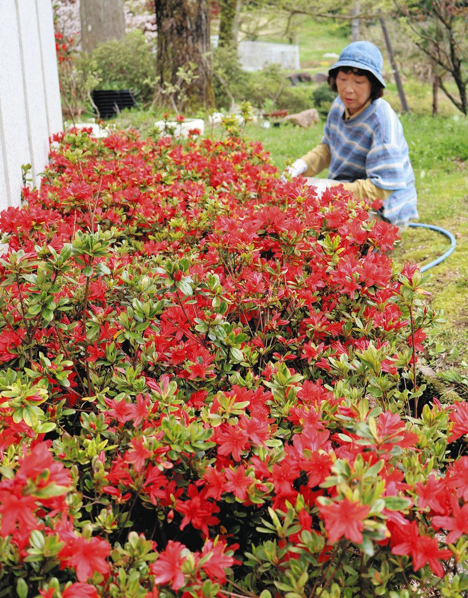 咲く 美しく たくましく あすから「能登峨山」穴水で即売会：北陸中日