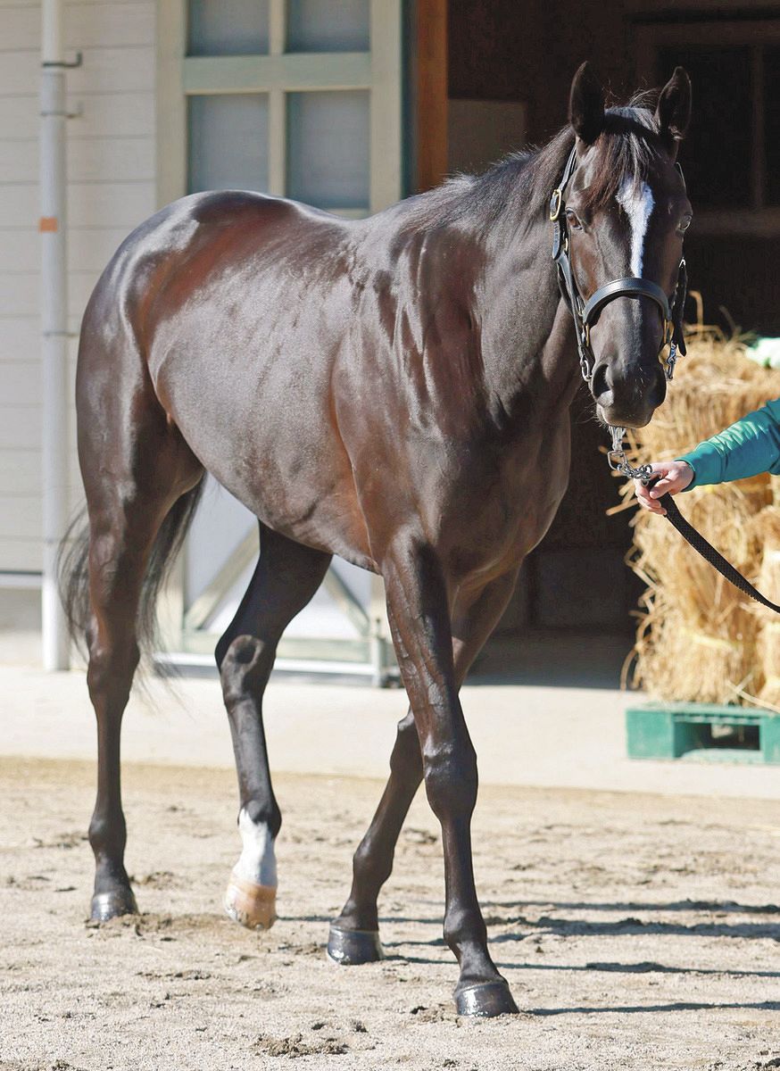 桜花賞】無敗のG1馬アスコリピチェーノ、最終リハは「完璧に終えられた