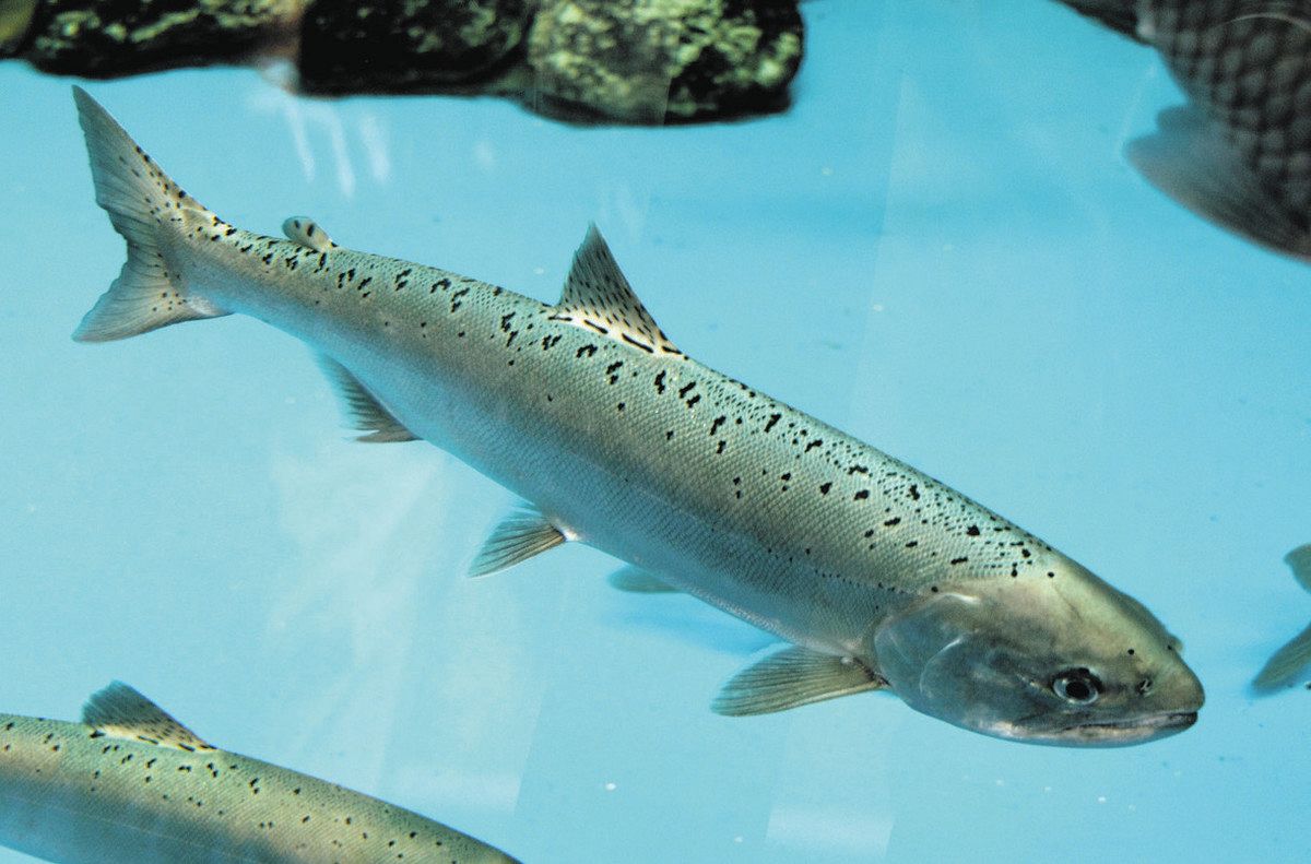 琵琶湖にのみ生息「ビワマス」に初の学名 京都大などの研究で新種だと