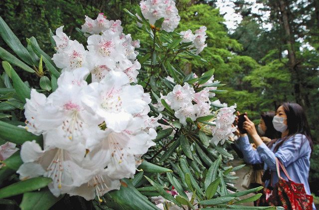 桜のち 清明な百花 森町 小国神社のシャクナゲ 中日新聞しずおかweb