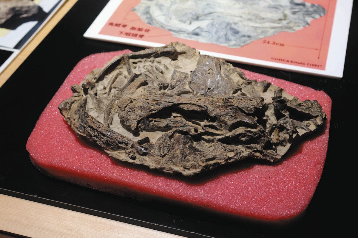 360万年以上前のナマズ化石初公開 60年化石採取の伊賀市・北田さん