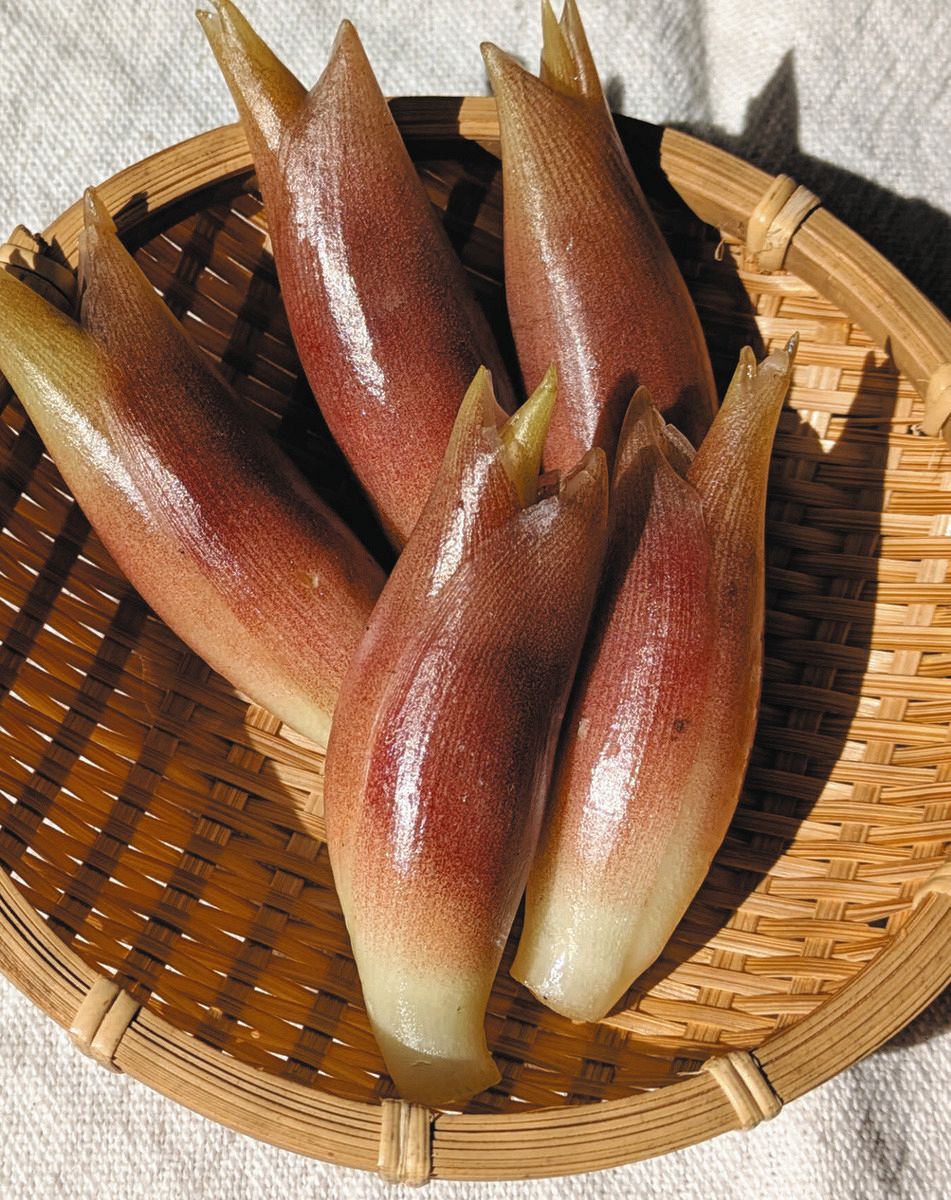 これからの季節にぴったり ミョウガをおいしく食べたい：中日新聞Web