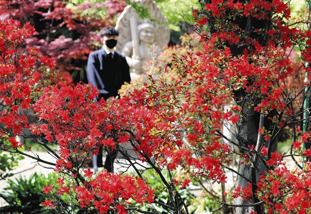 キリシマツツジ 昼も夜も見に来て 金沢 香林寺 北陸中日新聞web