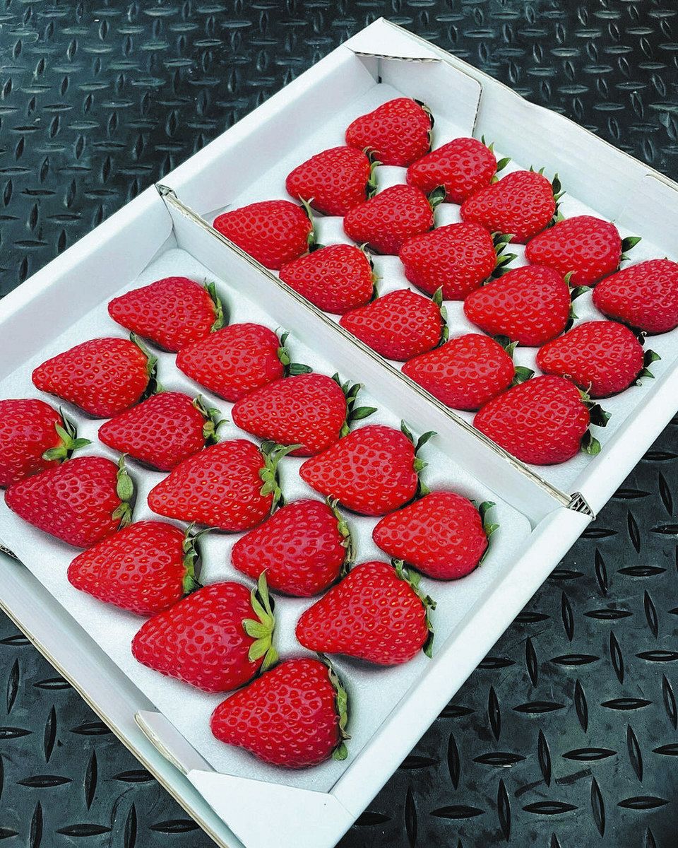 元自衛官、浜松の廣瀬さん 「紅ほっぺ」栽培2季目で静岡県品評会