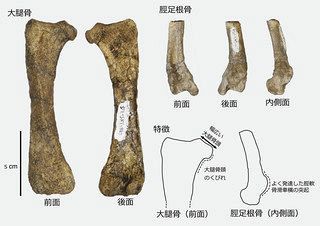化石　恐竜の椎骨A　種類不明 14019102_515:0:1407: