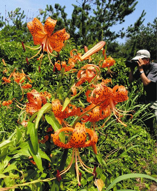 石川 青空の下 キラキラ オニユリ 千里浜海岸付近に 北陸中日新聞web
