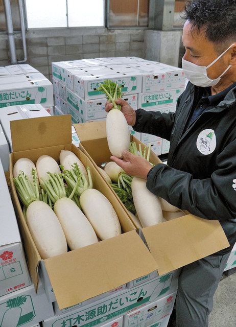 打木源助 大根の種 1L 1リットル 源助大根 打木源助大根（だいこんの種）【固定種】|固定種 在来種に強い