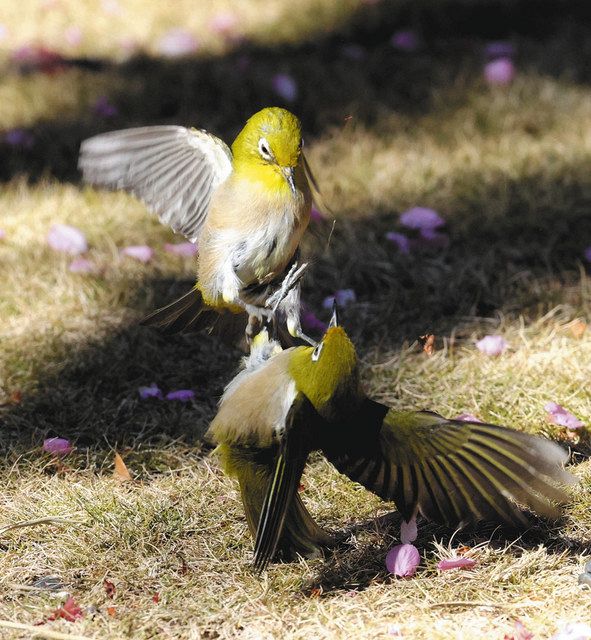 メジロ、桜の蜜に誘われて 伊豆市土肥の万福寺：中日新聞しずおかWeb