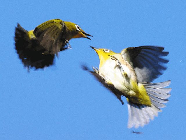 メジロ、桜の蜜に誘われて 伊豆市土肥の万福寺：中日新聞しずおかWeb