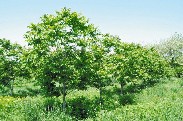 しなのｑ ａ 漆器生産者らがなぜウルシ栽培 中日新聞web