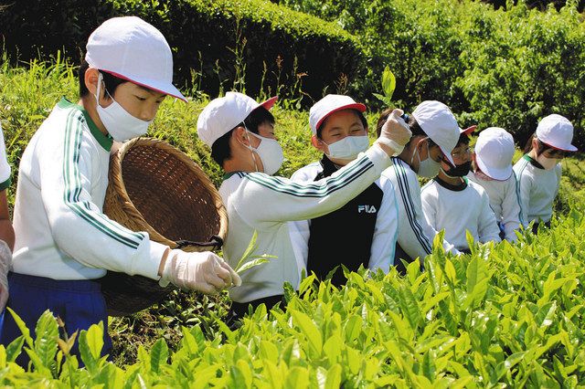 楽しいけど大変 奥山小３年生が茶摘み体験 中日新聞しずおかweb