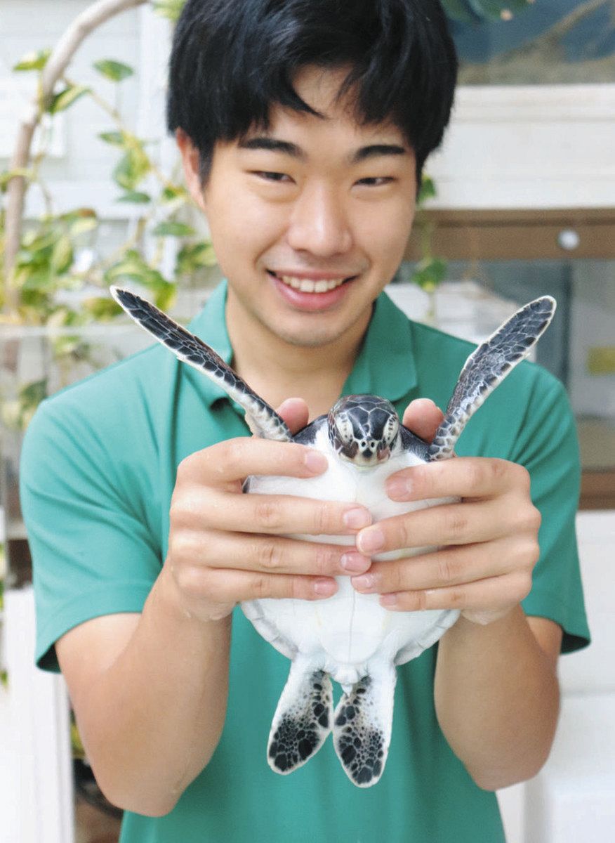 ふ化初成功から1年余でアオウミガメ成長 紀宝町ウミガメ公園：中日新聞Web