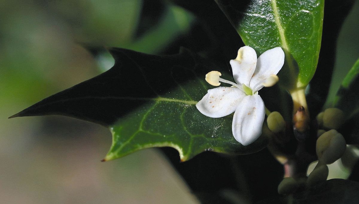 花まるっと＞（59）ヒイラギ 名古屋・鶴舞公園：中日新聞Web