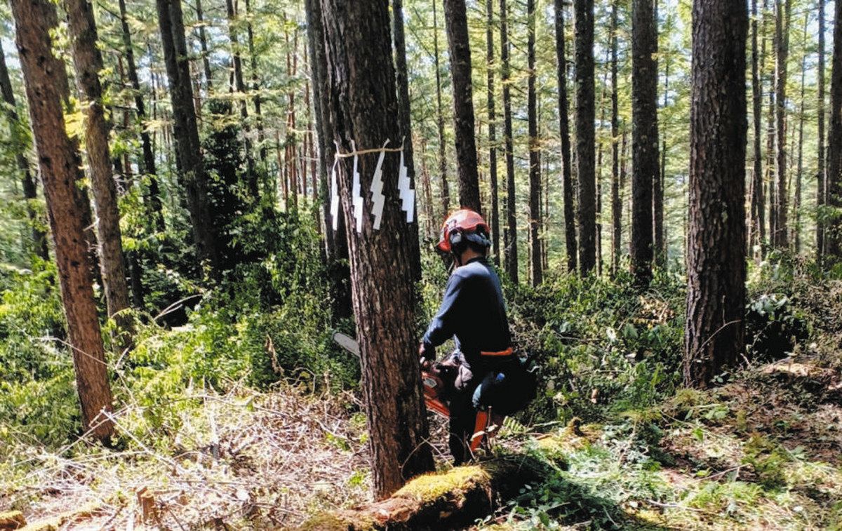 伐採後のカラマツ 森林循環利用へカラマツ伐採 木曽町の事業、第1号の契約締結：中日新聞Web
