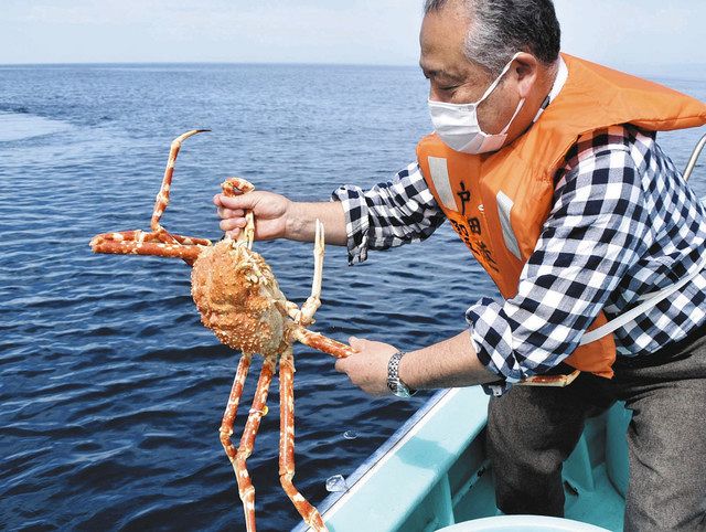 規模縮小しタカアシガニ放流 沼津 中日新聞しずおかweb