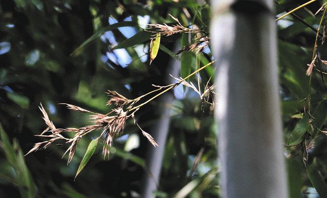 彦根 埋木舎で竹の花咲く 当主の大久保さん発見 中日新聞web