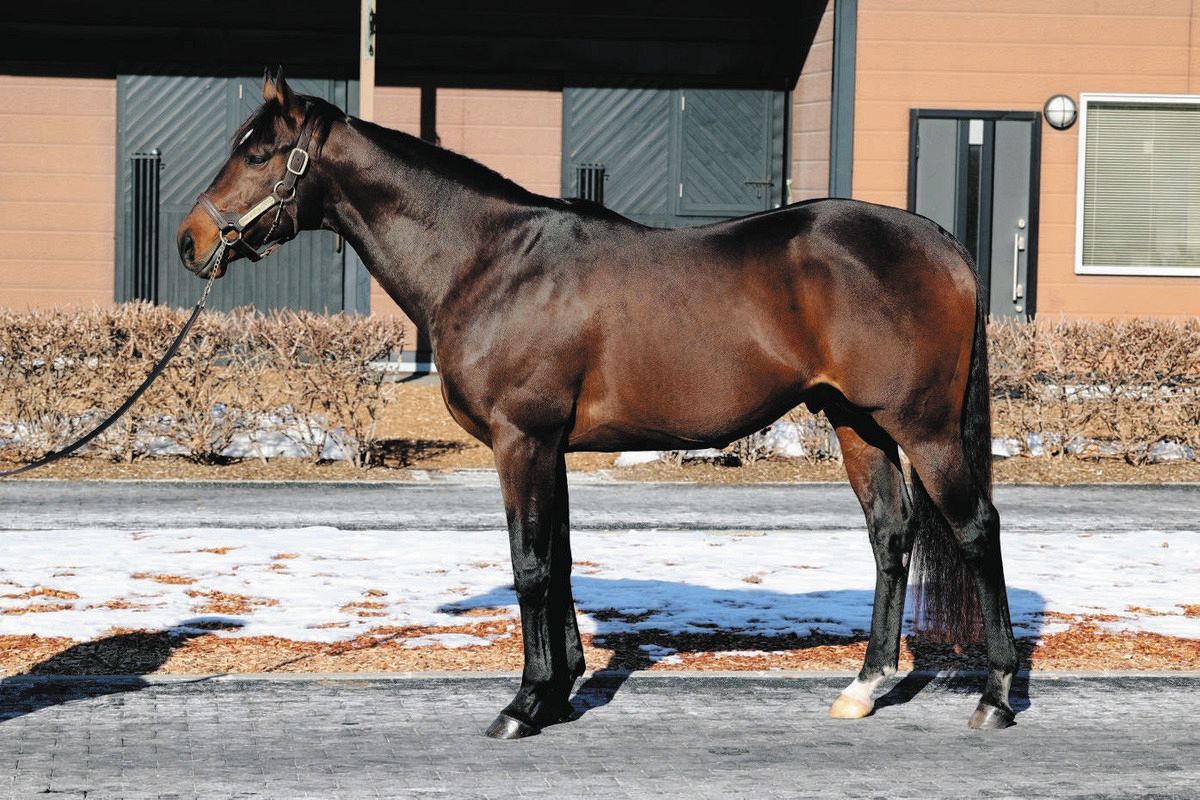 ひときわ注目を集めたパレスマリス ダーレーの種牡馬展示会【村本浩平コラム】：中日スポーツ・東京中日スポーツ