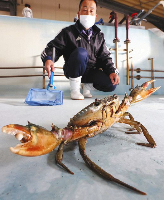 湖 うみ は いま 第５部栽培漁業の未来 ドウマンガニ 中日新聞しずおかweb