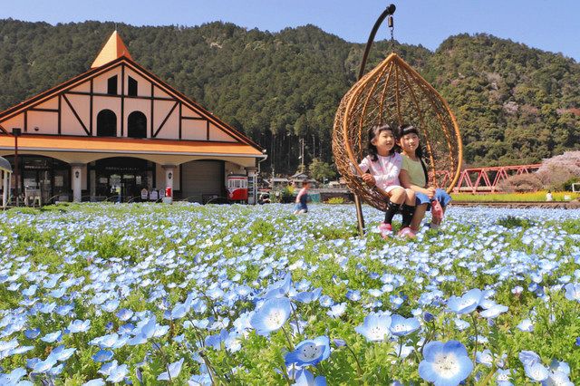 ２万本のネモフィラ 風に揺れる 美濃 洲原ひまわりの里 中日新聞web