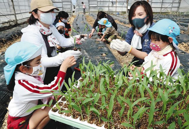 トウモロコシ定植 浜松 中ノ町幼稚園児が体験 中日新聞しずおかweb