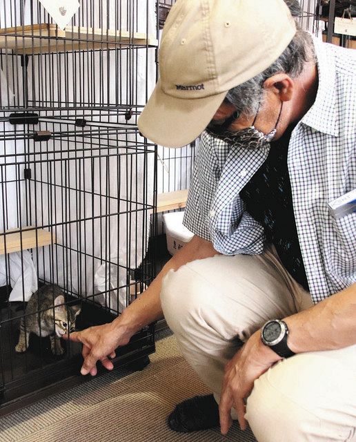 保護猫の譲渡 再開 市民団体「小松猫の輪」：北陸中日新聞Web