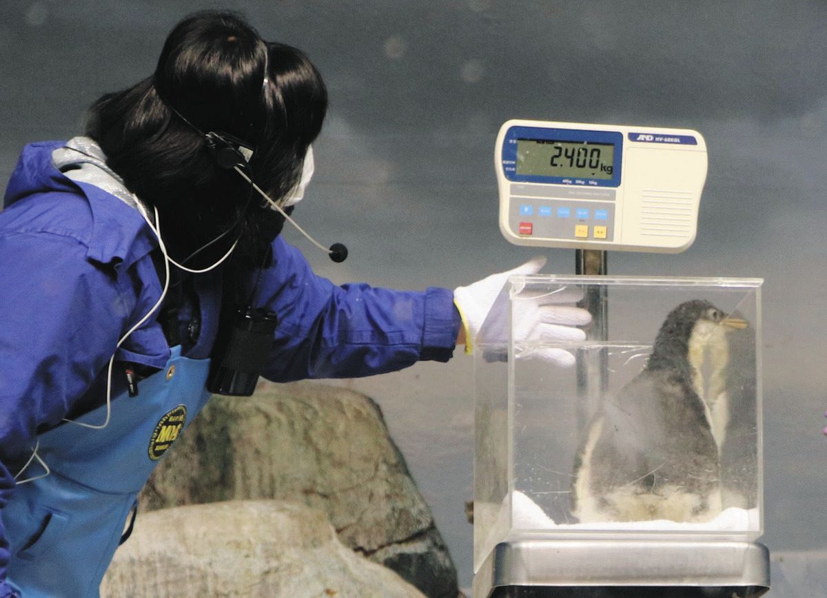 極地ペンギン、こんなに大きくなりました 名古屋港水族館、体重測定を