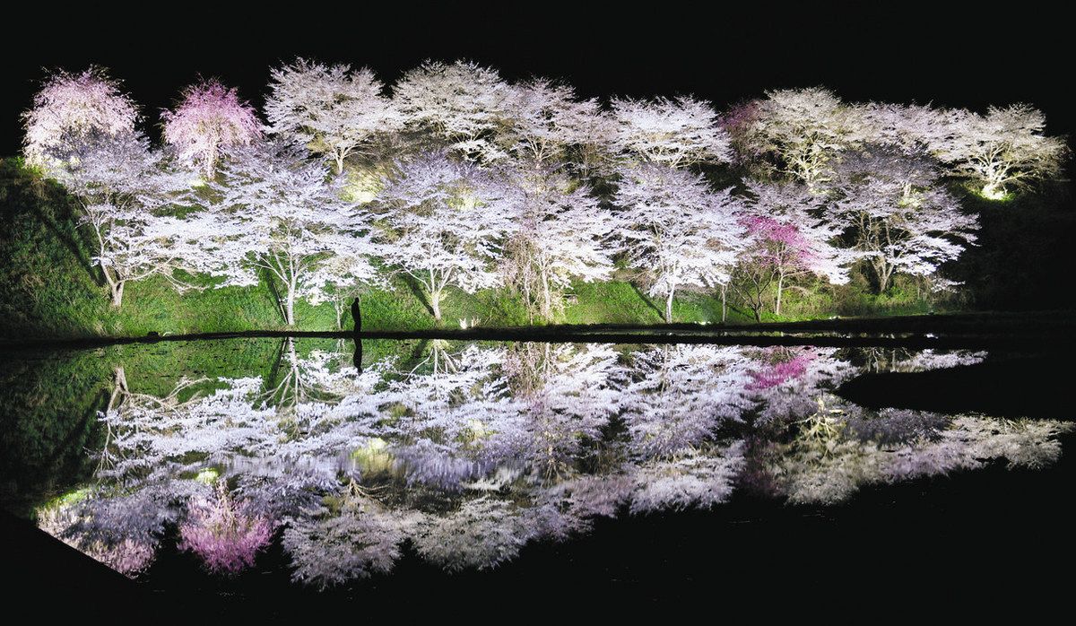 春の花々が「秘境」彩る 桜並木やスイセン、郡上・明宝小川で見頃：中