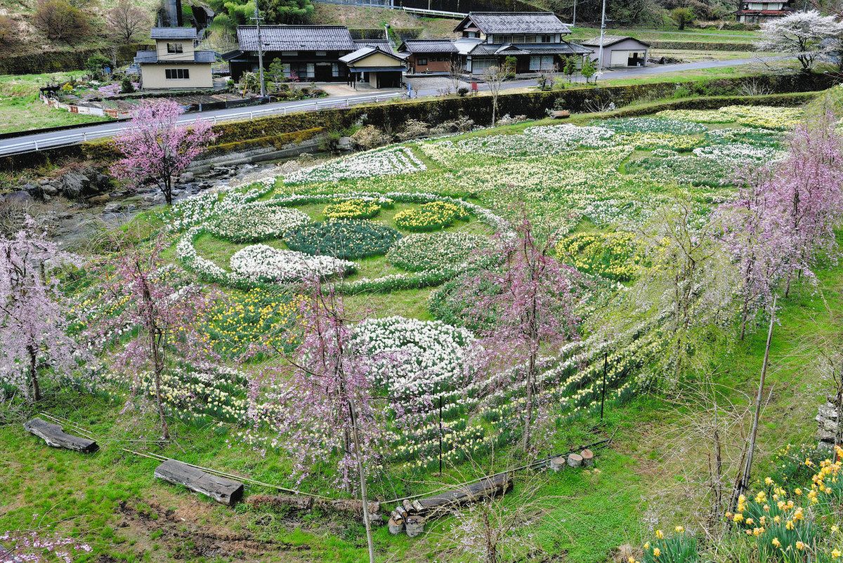 春の花々が「秘境」彩る 桜並木やスイセン、郡上・明宝小川で見頃：中