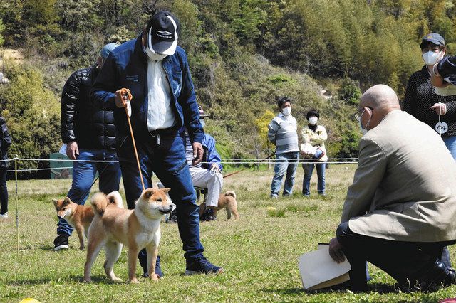 紀州犬や柴犬など容姿や性格を評価 津で展覧会 中日新聞web