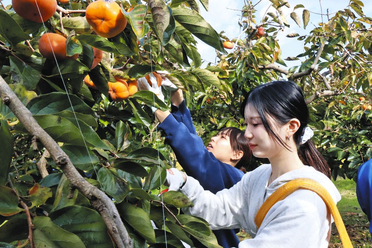 次郎柿の収穫通じ多気を知る 兵庫・武庫川女子大3年生の4人：中日新聞Web