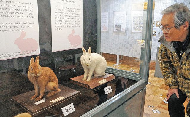 ウサギはかわいいだけじゃありません 福井市自然史博物館で企画展：中