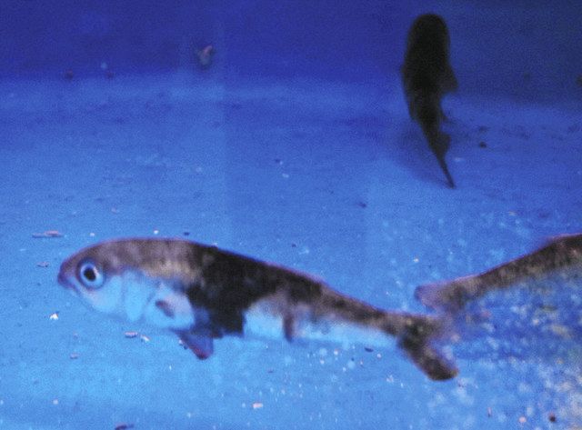 ナゾの深海魚 スミクイウオ 東海大海洋博物館で展示 中日新聞しずおかweb