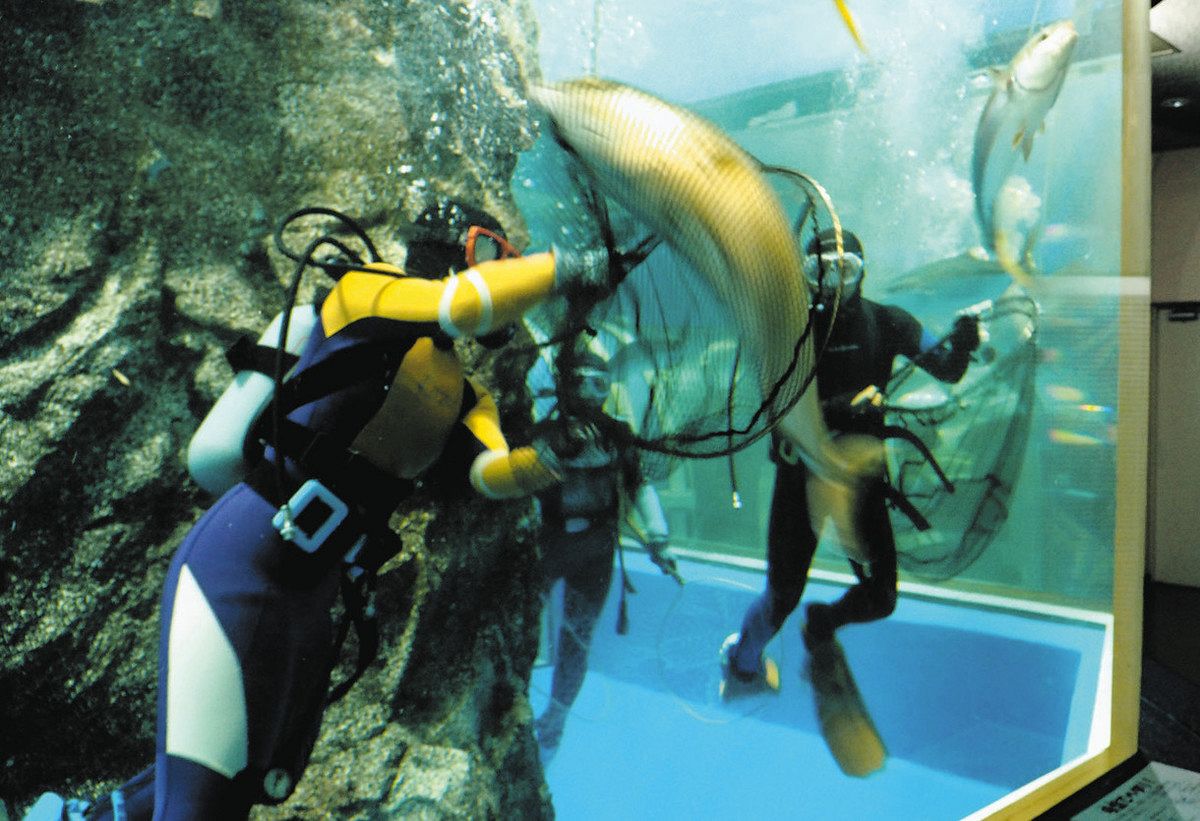 魚津水族館の魚 一時引っ越し 富山湾大水槽の改修：北陸中日新聞Web