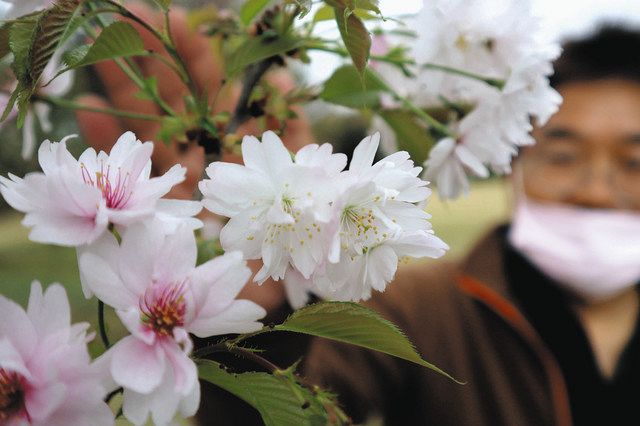 県固有 新種の桜満開 昨夏発表 イカルギシロヤエ：北陸中日新聞Web