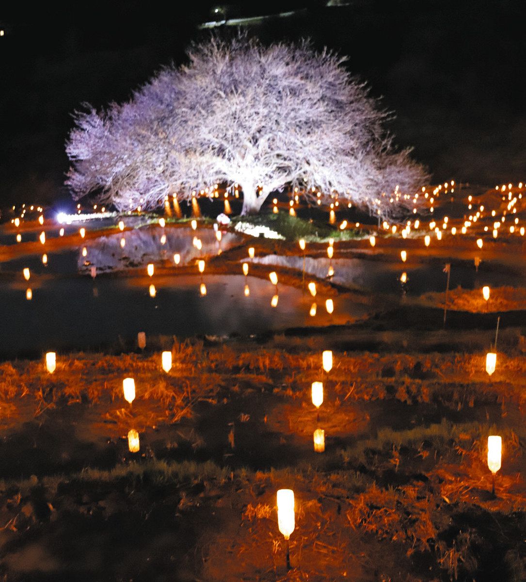 1000本の灯籠ともし、あぜ道アート 菊川・倉沢の棚田：中日新聞しずおかWeb