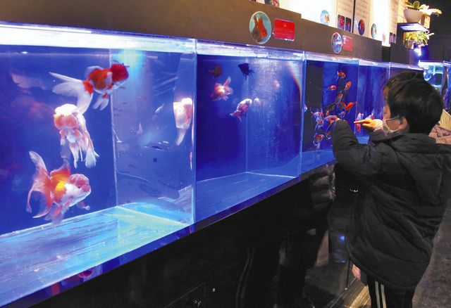 優雅な 弥富金魚 間近で見て楽しんで 蒲郡 竹島水族館で企画展 中日新聞web