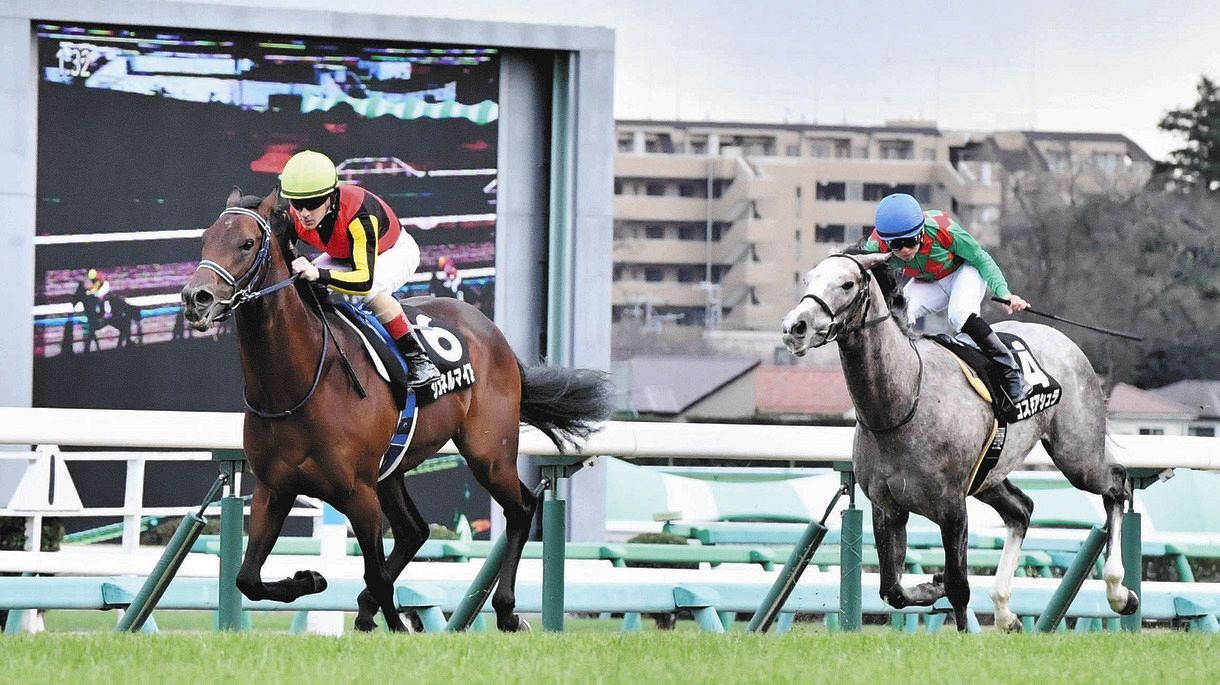 ルメール絶賛 1番人気シュネルマイスター快勝 最後の瞬発力ある 中山9rひいらぎ賞 中日スポーツ 東京中日スポーツ