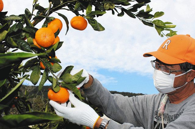 甘味よし 三ケ日みかん「青島」収穫始まる：中日新聞しずおかWeb