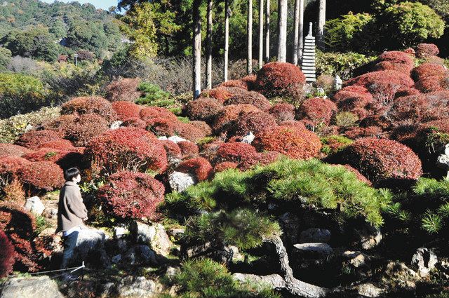 ドウダンツツジの紅葉が見頃 浜松市 長楽寺 中日新聞しずおかweb